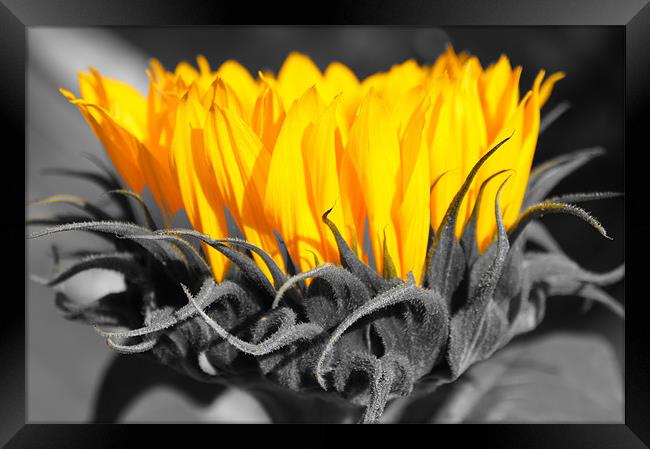 Yellow sunflowers with monochrome highlights Framed Print by Christopher Mullard