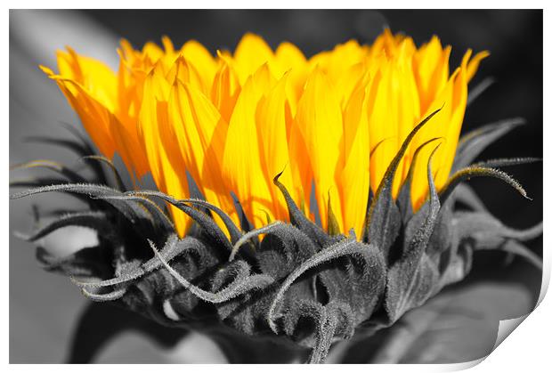 Yellow sunflowers with monochrome highlights Print by Christopher Mullard
