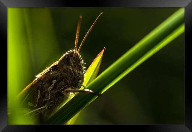 Grass hopper Framed Print by John Boyle