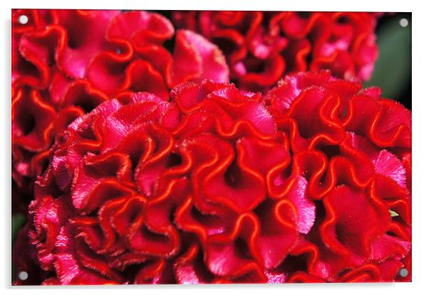 red cockscomb flower closeup Acrylic by Christopher Mullard