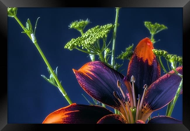 Iris on blue Framed Print by John Boyle