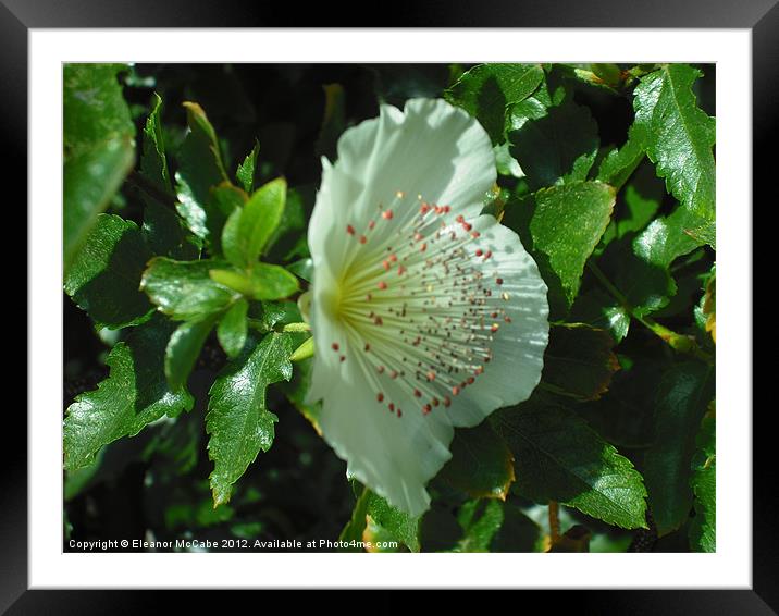 Summer White Star! Framed Mounted Print by Eleanor McCabe
