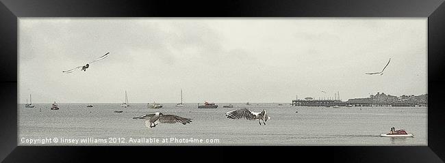 Swanage gulls Framed Print by Linsey Williams
