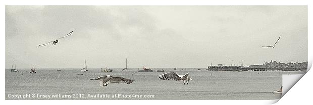 Swanage gulls Print by Linsey Williams
