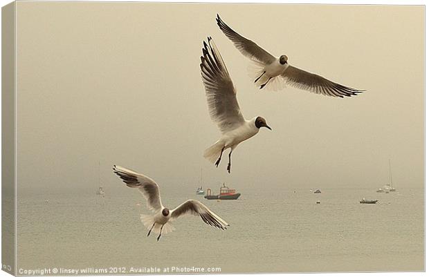 Black headed Gulls Canvas Print by Linsey Williams