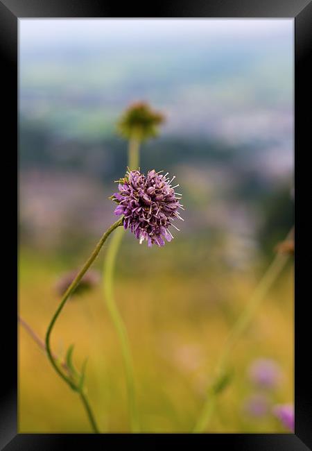 Wild Flower Growing Into Foreground Framed Print by Mark Battista