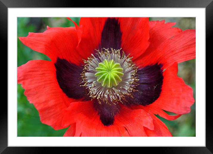 Ornamental Poppy Framed Mounted Print by graham young