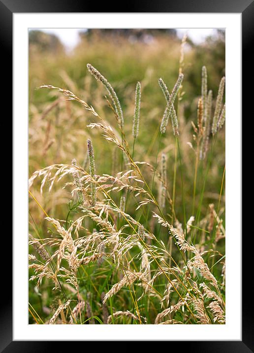 Wild Grass In Summer Light Framed Mounted Print by Mark Battista