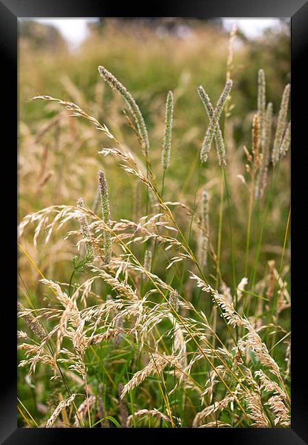 Wild Grass In Summer Light Framed Print by Mark Battista