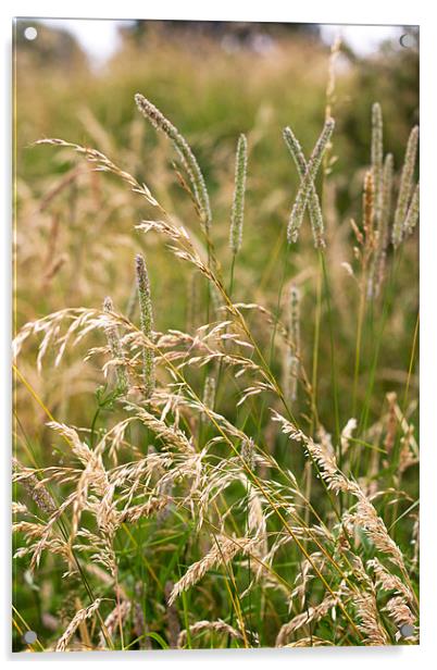 Wild Grass In Summer Light Acrylic by Mark Battista