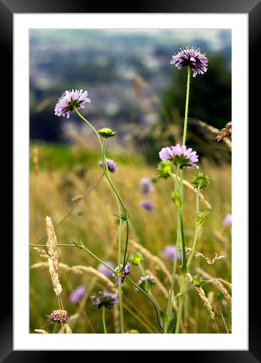 Wild Flowers and Grass Framed Mounted Print by Mark Battista