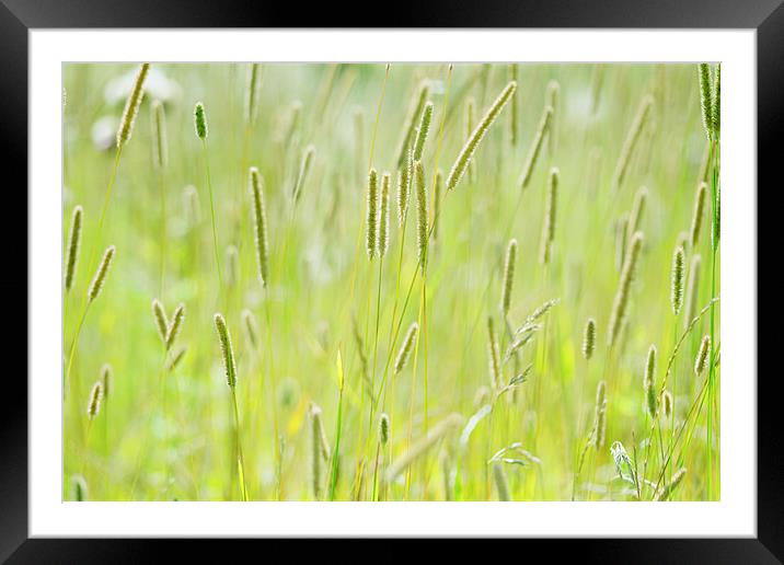 Grasses Framed Mounted Print by Mark Harrop