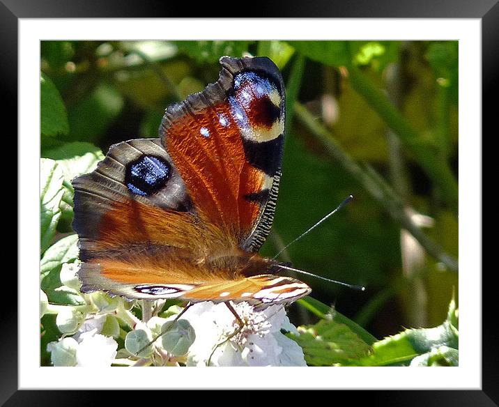 Peacock Butterfly Framed Mounted Print by Tony Murtagh