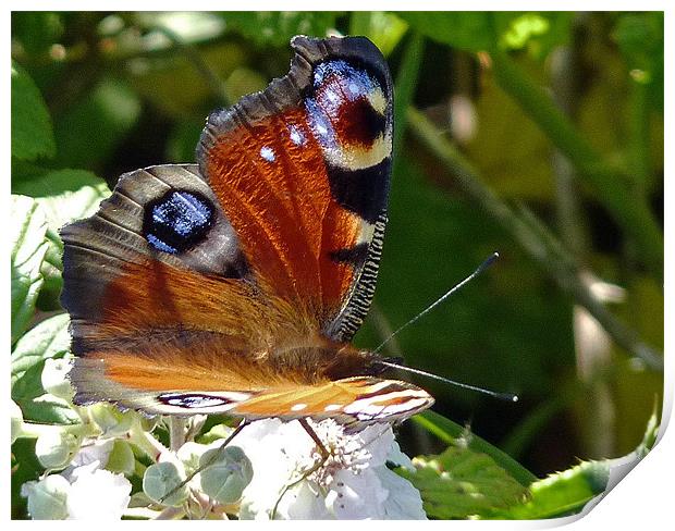 Peacock Butterfly Print by Tony Murtagh