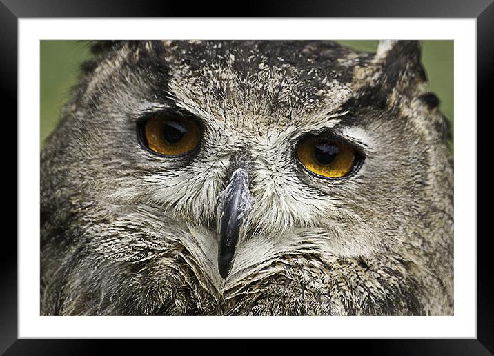 Large Tawny Owl Framed Mounted Print by Robert clarke