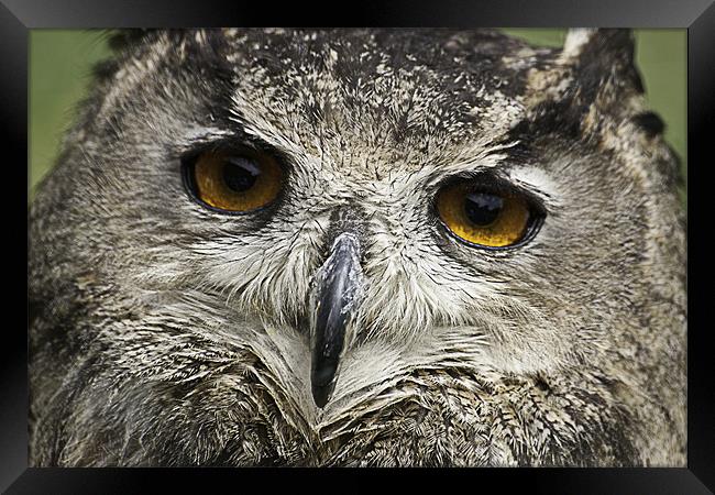 Large Tawny Owl Framed Print by Robert clarke