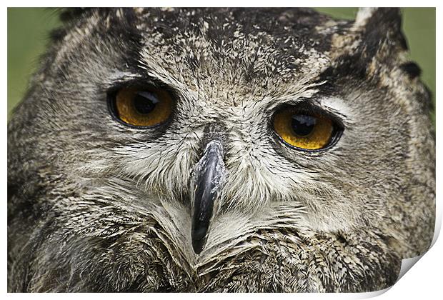 Large Tawny Owl Print by Robert clarke