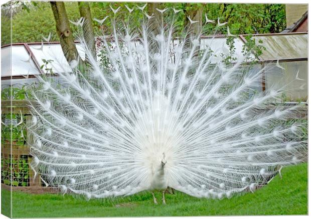 Elegant White Peacock displaying Canvas Print by philip clarke