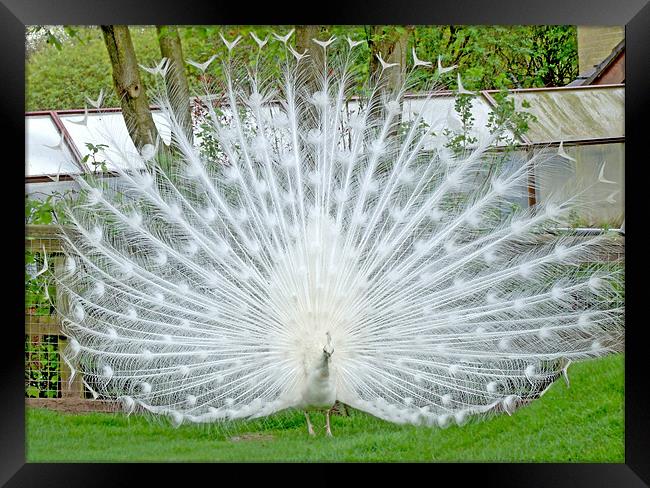 Elegant White Peacock displaying Framed Print by philip clarke