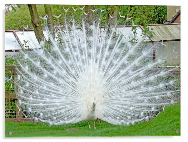 Elegant White Peacock displaying Acrylic by philip clarke