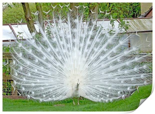 Elegant White Peacock displaying Print by philip clarke
