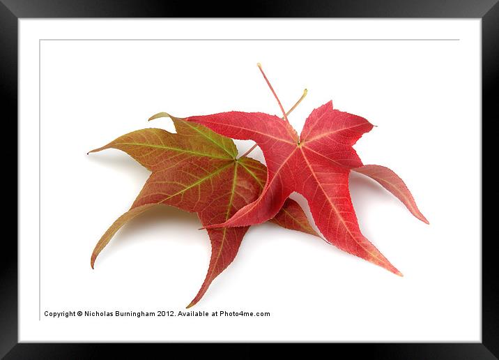 Two Fall Maple Leaves Framed Mounted Print by Nicholas Burningham