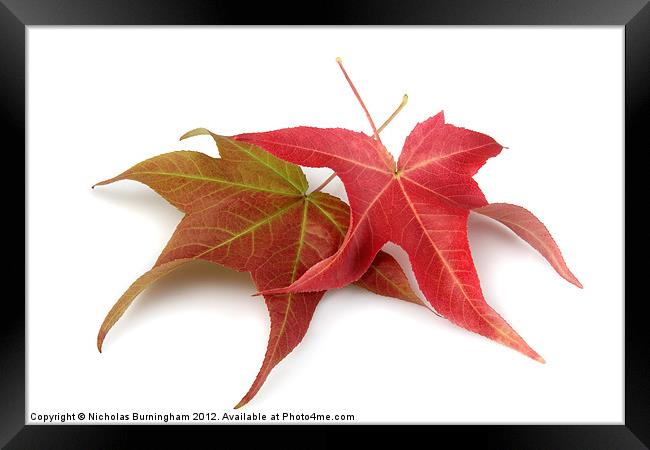 Two Fall Maple Leaves Framed Print by Nicholas Burningham