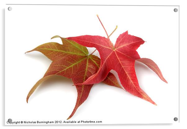 Two Fall Maple Leaves Acrylic by Nicholas Burningham