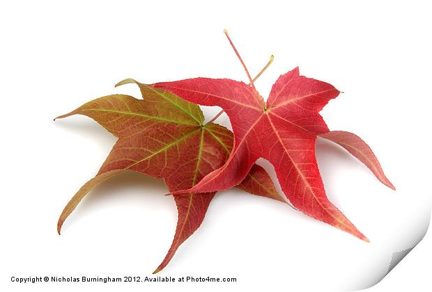 Two Fall Maple Leaves Print by Nicholas Burningham