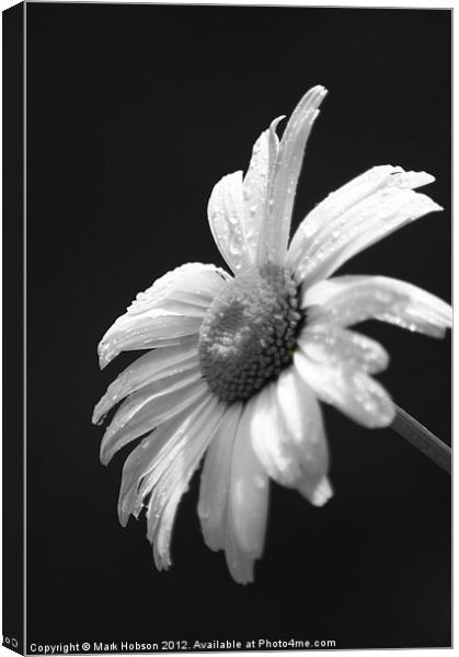 Daisy in Black & White Canvas Print by Mark Hobson