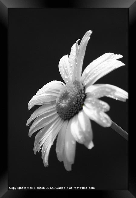 Daisy in Black & White Framed Print by Mark Hobson