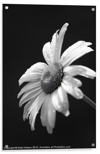 Daisy in Black & White Acrylic by Mark Hobson