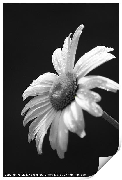 Daisy in Black & White Print by Mark Hobson