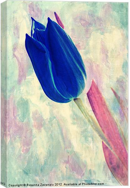 pink & Blue.. Canvas Print by Rosanna Zavanaiu