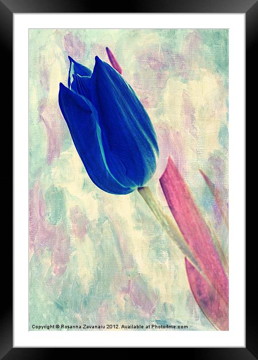 pink & Blue.. Framed Mounted Print by Rosanna Zavanaiu