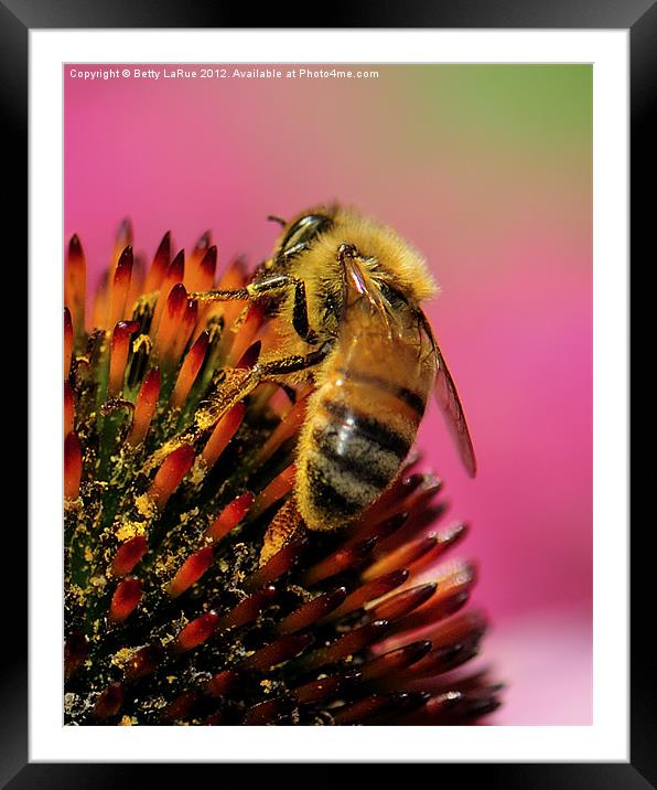 Honeybee Heaven Framed Mounted Print by Betty LaRue
