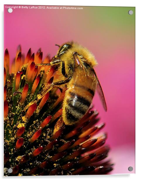 Honeybee Heaven Acrylic by Betty LaRue