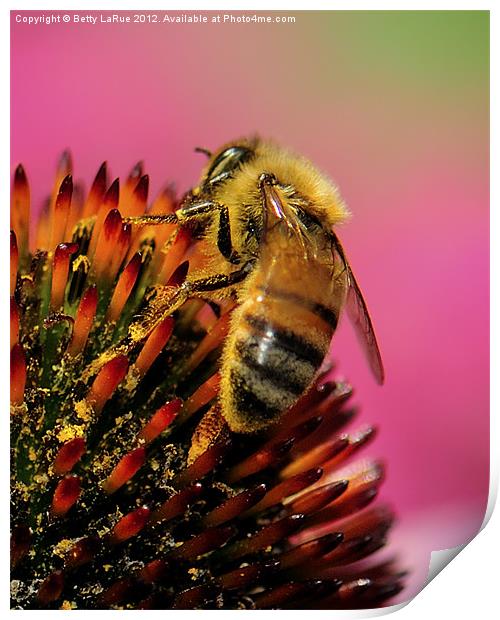 Honeybee Heaven Print by Betty LaRue