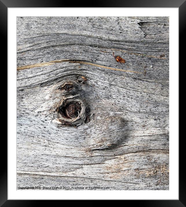 Eye of tree bark, Lilleshall Framed Mounted Print by DEE- Diana Cosford