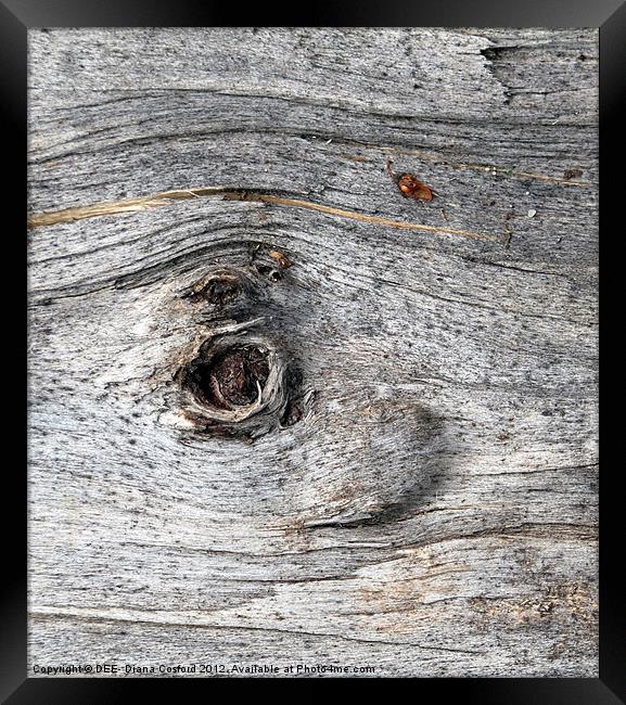Eye of tree bark, Lilleshall Framed Print by DEE- Diana Cosford