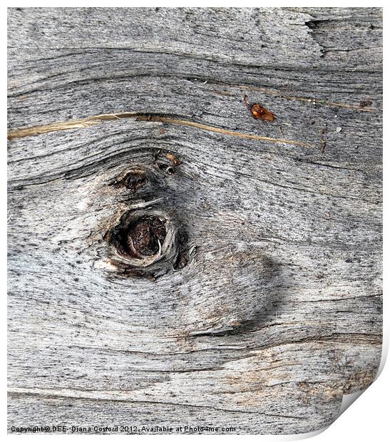 Eye of tree bark, Lilleshall Print by DEE- Diana Cosford