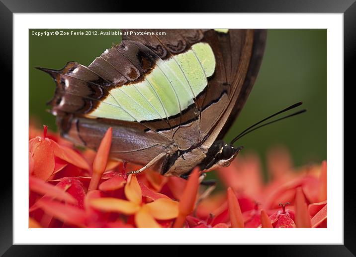Butterfly on an Ixora Framed Mounted Print by Zoe Ferrie