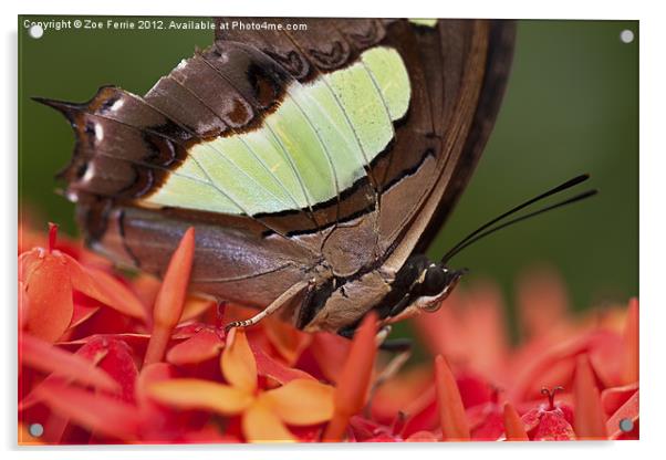 Butterfly on an Ixora Acrylic by Zoe Ferrie