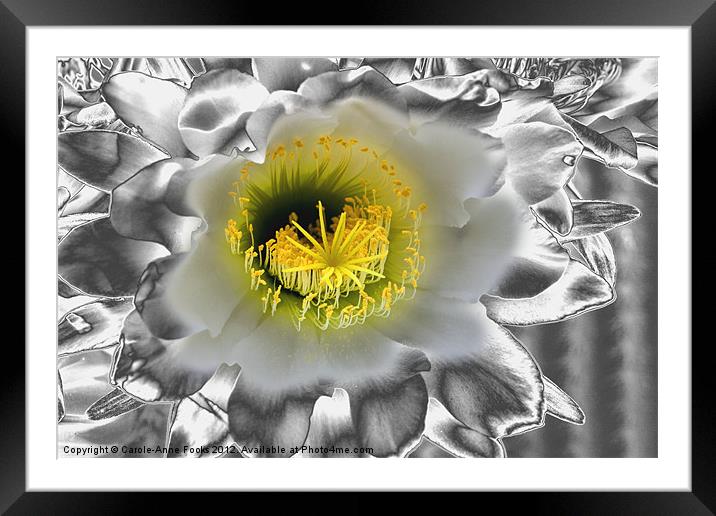Metalised Night Cactus Flower Framed Mounted Print by Carole-Anne Fooks