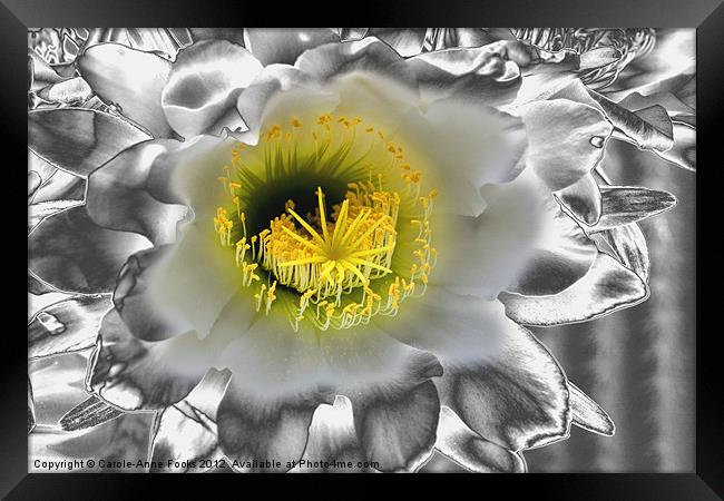 Metalised Night Cactus Flower Framed Print by Carole-Anne Fooks