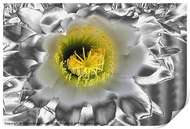 Metalised Night Cactus Flower Print by Carole-Anne Fooks