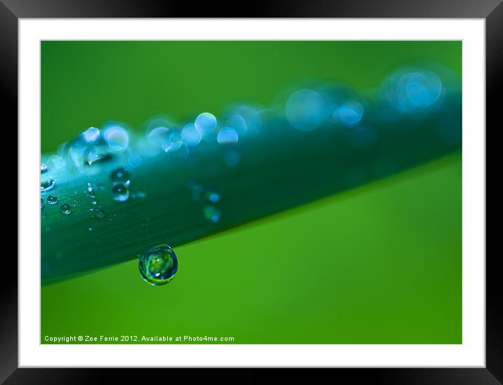 Waterdrops after the Storm Framed Mounted Print by Zoe Ferrie