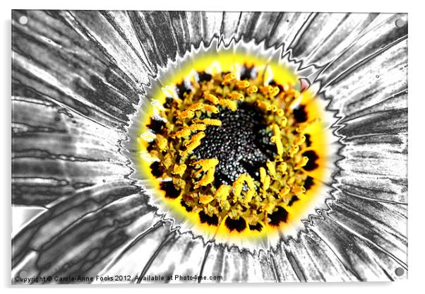 Metalised Gazania Flower Acrylic by Carole-Anne Fooks