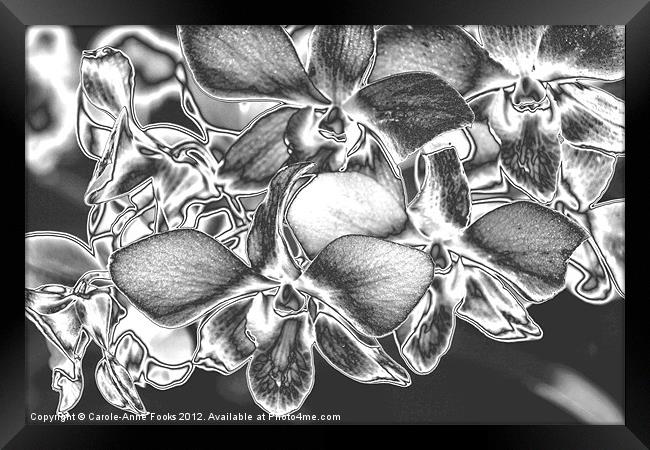 Metalised Orchid Flowers Framed Print by Carole-Anne Fooks