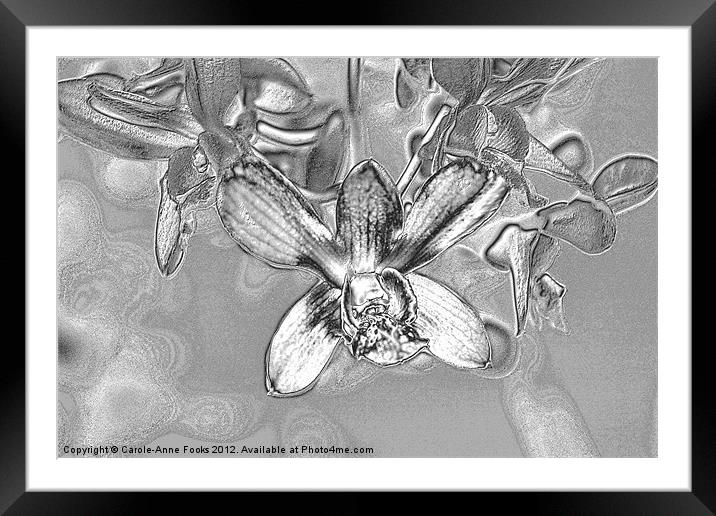 Silver Metalised Orchid Spray Framed Mounted Print by Carole-Anne Fooks
